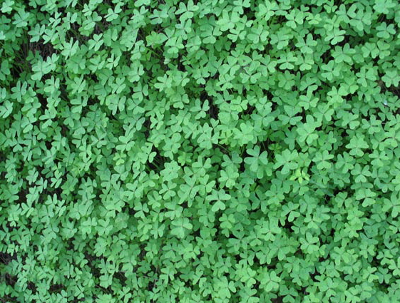 (c)  Barbara van Brck