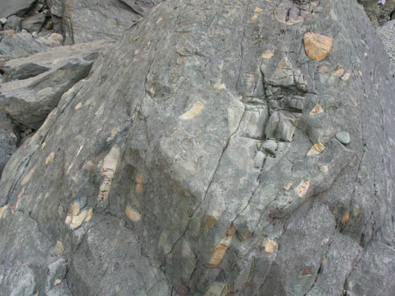 (c)  Barbara van B�rck